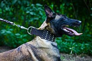 Belgische Malinois halsband van leer met Spikes en Knoppen 
