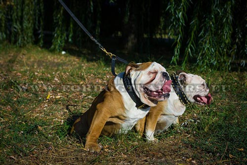 Leather Spiked Collar for Bulldog