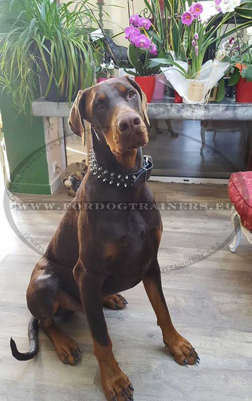 Best Collar for Doberman with Spikes