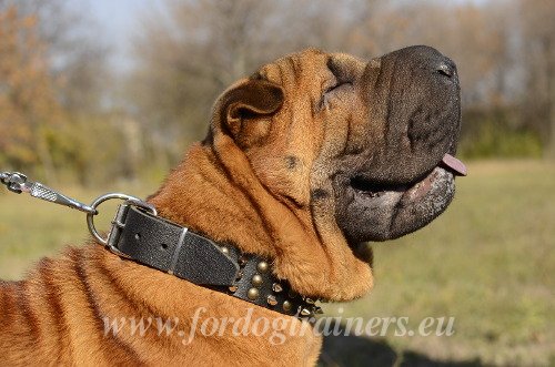 Shar-pei Leather Spiked Collar
