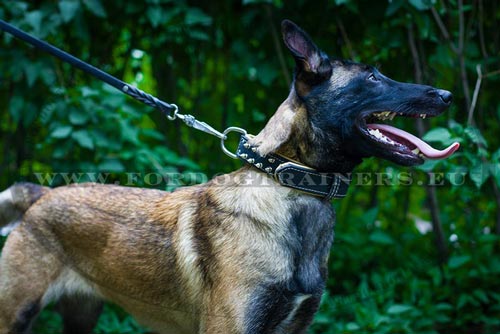 Wide Leather Collar for Malinois