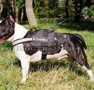 Harnais universel pour Amstaff | Harnais en nylon ⚑