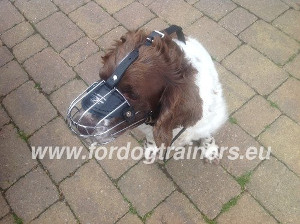 Muselire grillage pour spaniel anglais