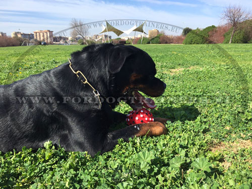 Rubber Dog Ball for Games and Training