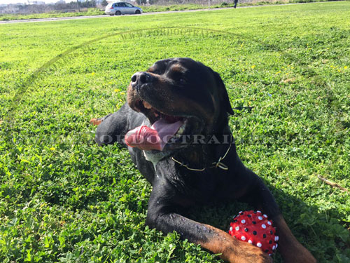 Palla per giochi attivi con cane