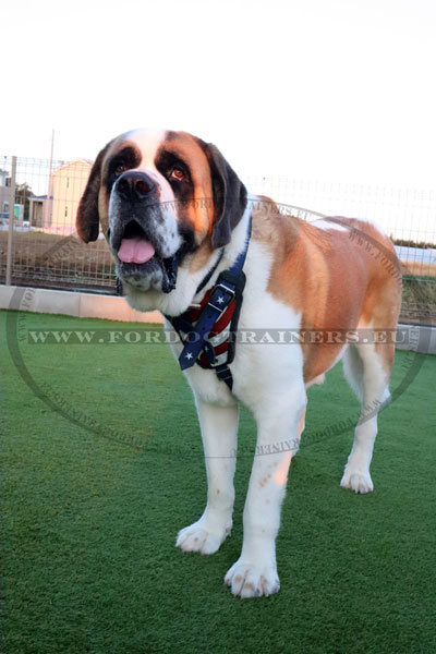 Exclusive Saint Bernard Harness