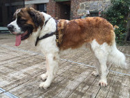 Leather Harness Tracking&Pulling for Saint Bernard Dog