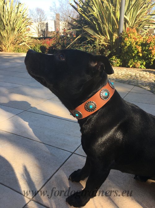 Luxurious Dog Collar with Stones for Amstaff