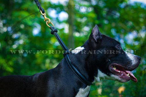 Amstaff con durevole collare a strozzo in pelle