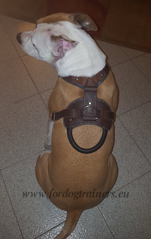 Leather Dog Harness with Handle Easy to Grip