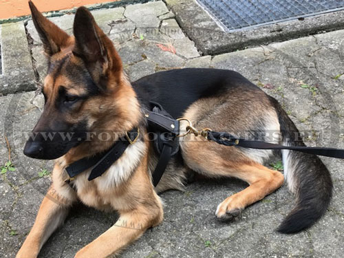 Leather Pulling Harness for Young Dog