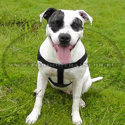 Dog Harness for Staffies Good Handmade