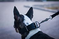 Bullterrier Nieten-Halsband