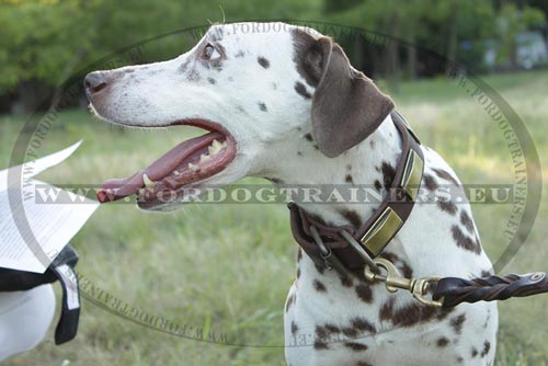Large Dog Collar with Fittings