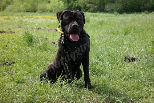 Wonderlijke halsband voor honden, snelle
vrijlating