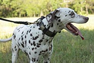 Collier en cuir aux petites plaques en laiton pour
Dalmatien