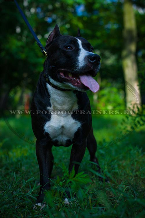 Amstaff con collare in vera pelle