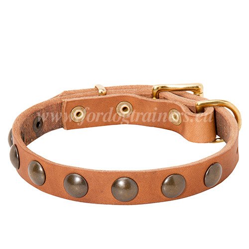 Tan Leather Collar for Dog with Brass Fittings