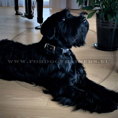 Fancy Nylon Collar for Riesenschnauzer