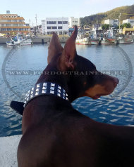 Collier clout cuir pour Dobermann