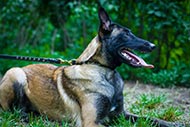 Malinois Hundehalsband aus Fettleder mit Dekor