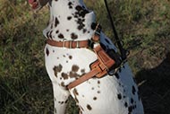 Comfortable Harness with Studded Chest for Dalmatian