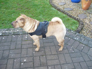 Nylon Harness for Shar-pei Training and Walking