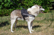 Nylon ondentuig met patches voor West-Siberische Laika training