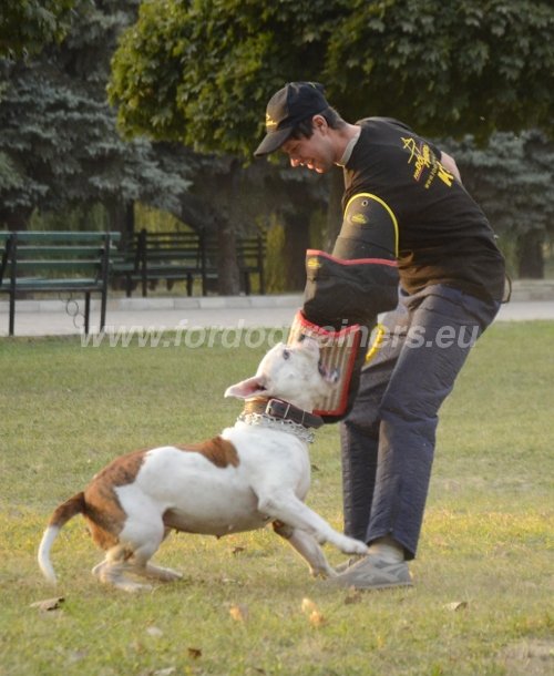 Matriel pour Bouledogue amricain