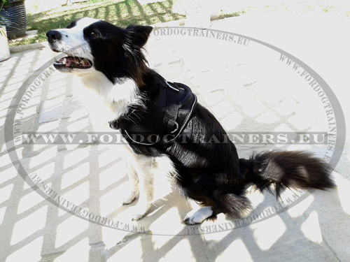 Taille de harnais pour border collie multi-taches