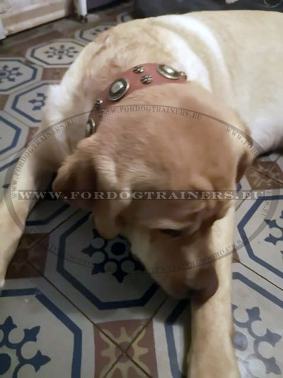 Tan Leather Puppy Collar Decorated