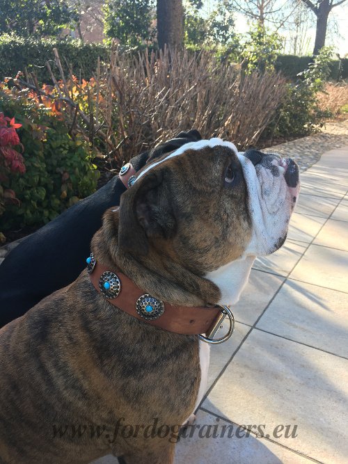 Bulldogge Tan Lederhalsband mit Steinchen Dekor