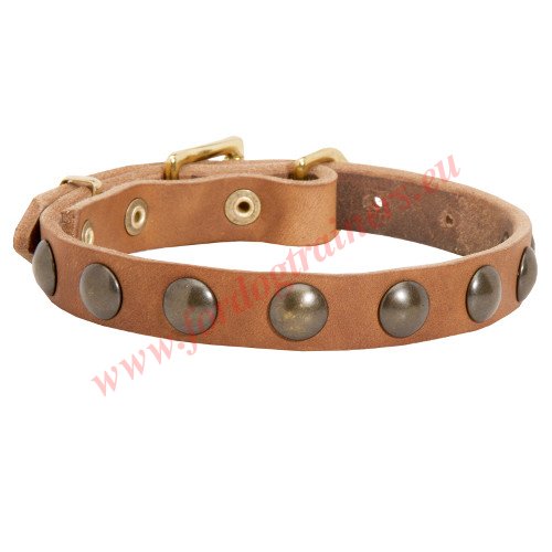 Tan
Studded Collar for Amstaff