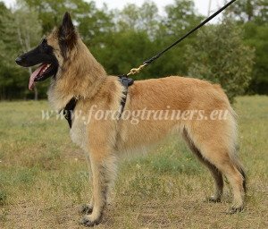 Equipement de dressage pour Berger belge tervuren