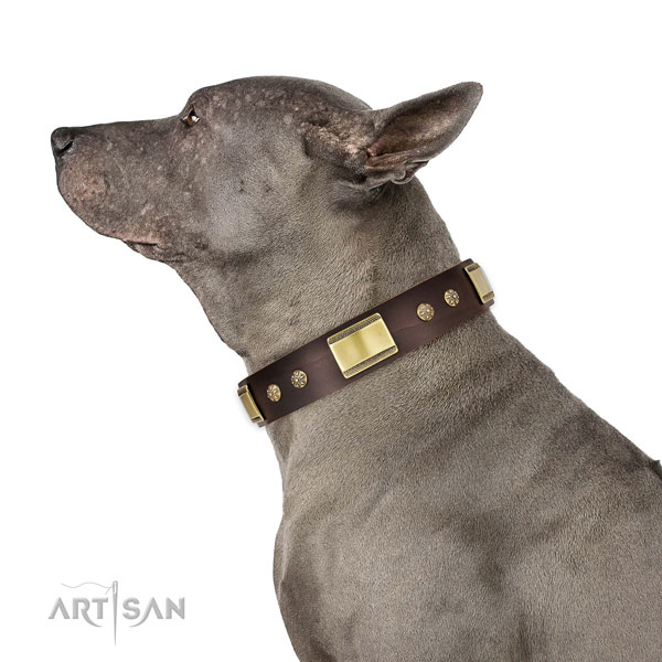 Brown Leather Collar Thai Ridgeback