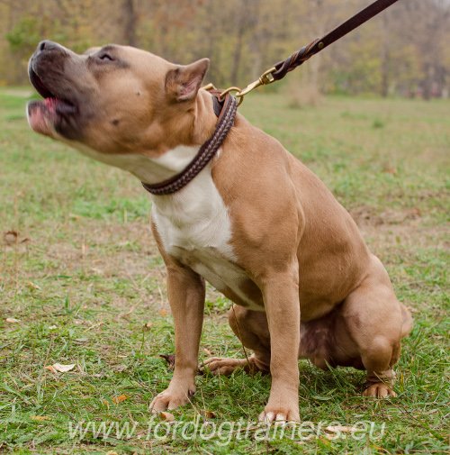 Matriel pour Amstaff