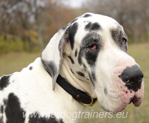 Matériel pour Dogue allemand