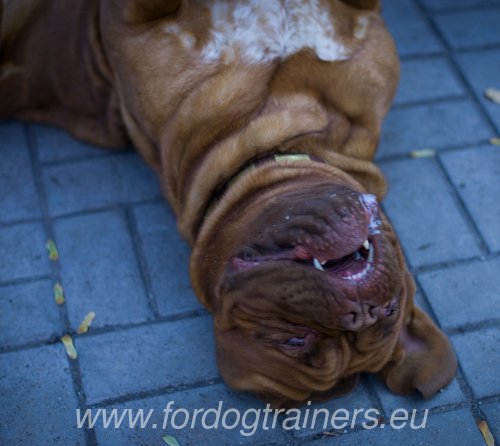 Matriel pour Cane Corso