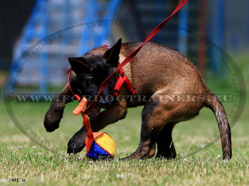 Palla da mordere per passatempo attivo con giovane Malinois