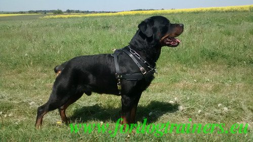 Hundesport Geschirr Leder fr Rottweiler