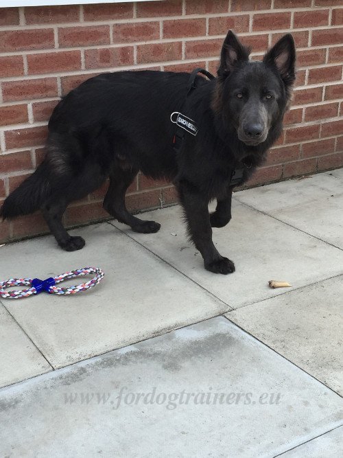 Handmade Dog Harness with Patches for Tracking