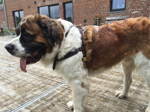 Adjustable Leather Harness with Felt Padding for Saint
Bernard