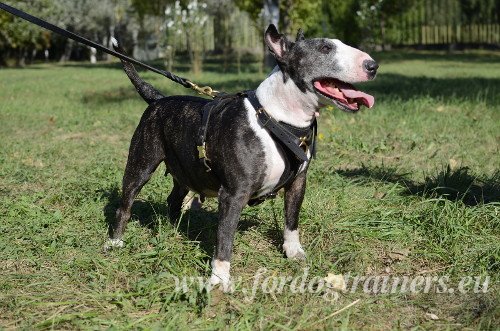 Tracking Dog Harness for Bull Terrier