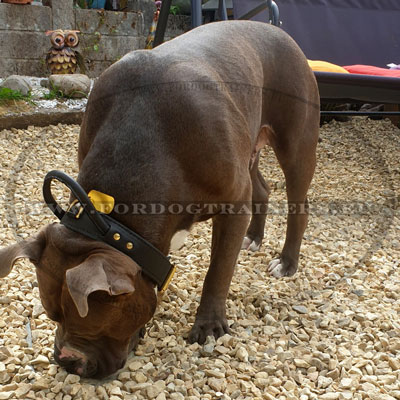 Leather Agitation Dog Collar with Handle Handmade