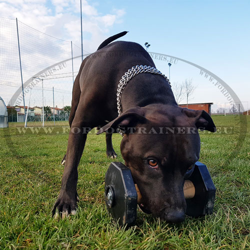 Wooden Dumbbell for Dog Training