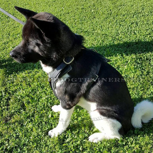Padded Dog Harness Genuine Leather for Akita