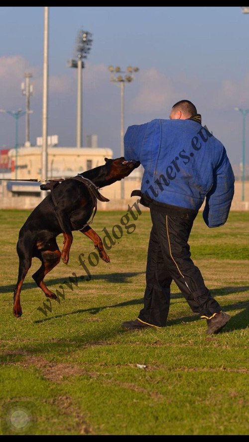 Bite Training Leather Doberman Harness