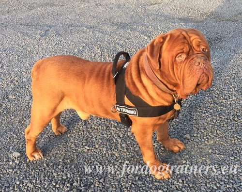 French Mastiff Extra Large Harness