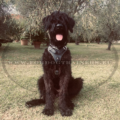 Leather Harness for Large Dog Quality Training