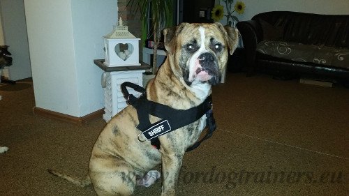 Lightweight Multifunctional Harness for American Bulldog